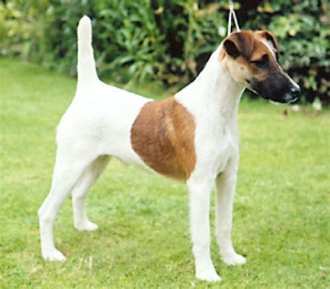 Kennel danfox wire foxterrier & sealyham terriers. Foxterrier, simaszőrű - Kutya