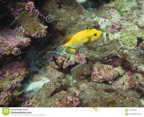 Yellow Puffer Fish Blowfish Among Corals Stock Image Image Of Life