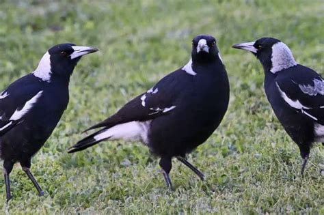29 Black Birds With White Wings Stripes And Spots