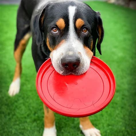 14 Big Facts About Greater Swiss Mountain Dogs The Dogman