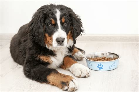 5 Best Dog Foods For Bernese Mountain Dogs Reviews Updated 2020 Dog