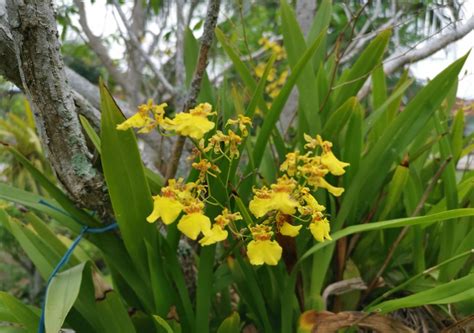 Oncidium Dancing Lady Orchid In Depth Care Guide Brilliant Orchids Ground Orchids Oncidium