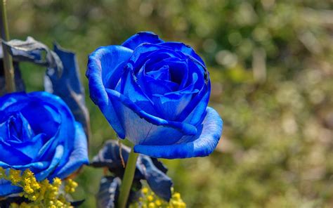 Mawar Melur Bunga Mawar Biru Yang Indah