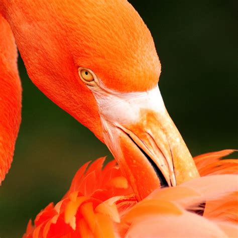 Beautiful Orange Flamingo Bird Hd Wallpaper