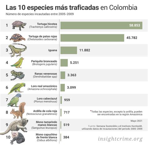 Un Comercio Voraz El Tr Fico De Vida Silvestre En La Amazon A Colombiana