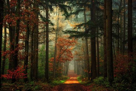 549110 Landscape Nature Fall Trees Mist Path Red Leaves Forest Red
