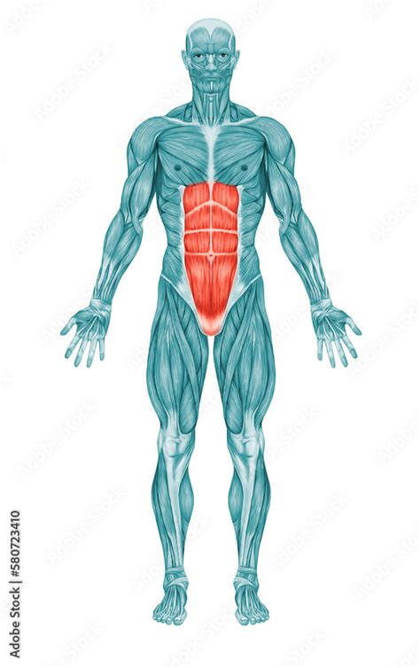 Rectus Abdominis Abdominal Muscles Anatomy Muscles Stock Illustration