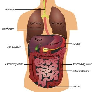 The spleen sits under your rib cage in the upper left part of your abdomen toward your back. Spleen Pain | Causes, Diagnosis And Treatment Of Pain ...