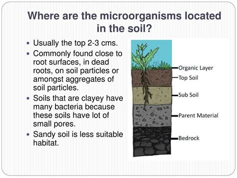 Ppt Soil Microbiology Powerpoint Presentation Free Download Id966927