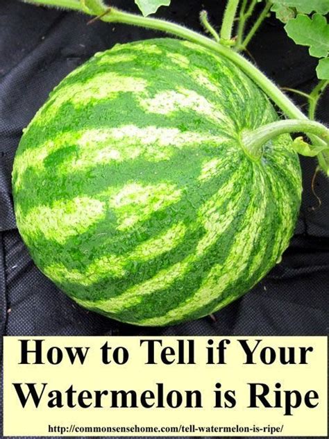 Do watermelons ripen on their own after being picked? How to Tell Watermelon is Ripe - 4 Tips for Picking Good ...