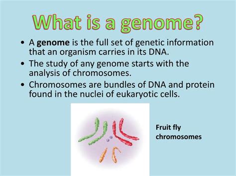 This is in contrast to. PPT - What is a genome? PowerPoint Presentation, free ...