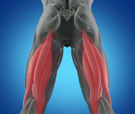 Muscoli Ischiocrurali Anatomia Funzione Ed Esercizi
