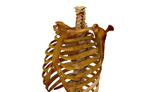 Check out our back bones selection for the very best in unique or custom, handmade pieces from our shops. Human spine bones 3D Model - by Renderbot LLC