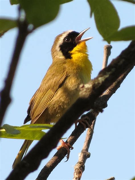 Common Yellowthroat Prairie Wolf Slough Lake Co Il Amy Evenstad