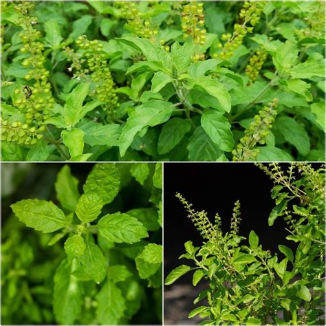 Buy Tulsi Holy Basil Seeds Online Happy Valley Seeds