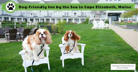 Inn By The Sea A Pet Friendly Luxury Oceanfront Resort Outside Of