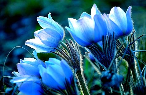 Beautiful Rare Blue Flowers Pretty Flowers Backgrounds Mogmagz