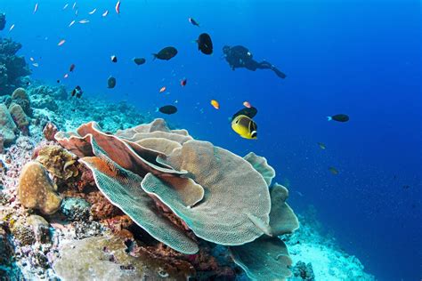 Diving The Outer Islands Of The Seychelles Safarifrank