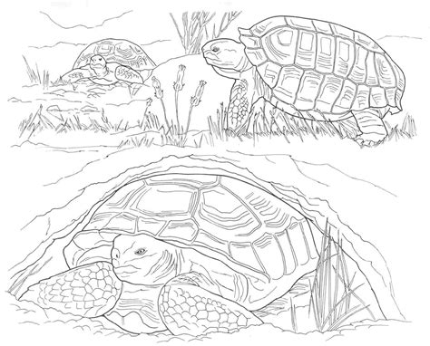 Grown up coloring sheets are in! Desert Coloring Page - Coloring Home