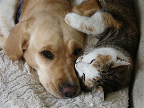 Dog And Cat Cuddles Dog And Cat Love Dog Cat Cat Cuddle Pets