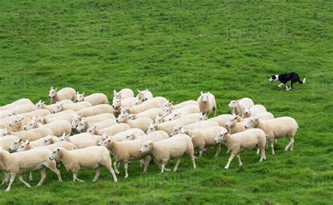 Border Collie Sheepdog Working A Flock Of Sheep Cumbria