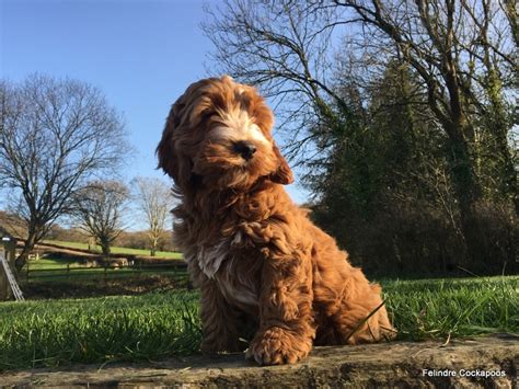 Find 268 cockapoos for sale on freeads pets uk. Cockapoo Puppies For Sale - Felindre Cockapoo Breeders UK