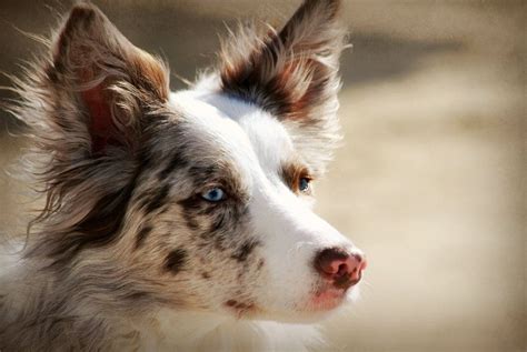 35 Border Collie Red Merle Blue Eyes Pic Bleumoonproductions