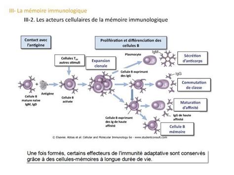 Immunologie Fondamentale De La Réponse Adaptative à La Mémoire