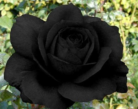Mejores 83 Imágenes De Rosa Negra En Pinterest Rosas Negras Flores