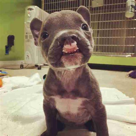 Pit Bull Puppy With Cleft Palate Gets The Best New Family - The Dodo