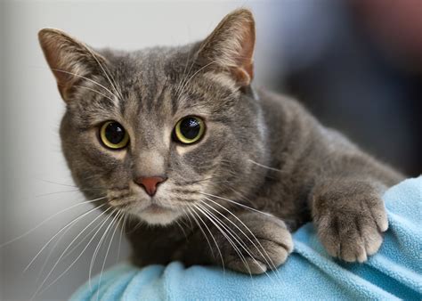 European Shorthair The Life Of Animals