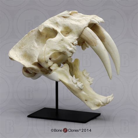 Unfollow saber tooth skulls to stop getting updates on your ebay feed. Sabertooth Cat, South American Smilodon populator Skull ...