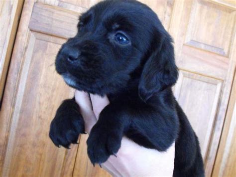 (some puppies might be sold in between updates). Springador Puppies (Springer Spaniel / Lab) for Sale in ...
