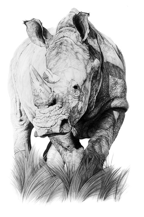 ‘white Rhino Tatuaje De