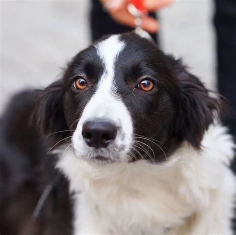 A Black And White Dog Is Being Held By Someones Hand As They Look At