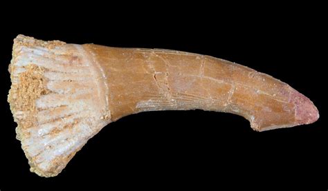 Bargain 23 Cretaceous Giant Sawfish Onchopristis Rostral Barb