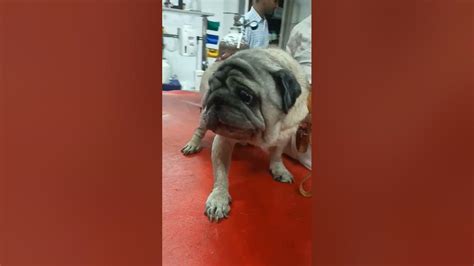 Pug Dog Suffered From Tumors Growth Youtube