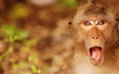 Download Funny Monkey Tongue Out Wallpaper