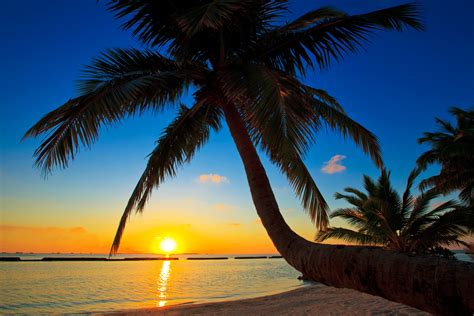 Green Leafed Coconut Tree Trees Beach Tropical Landscape Hd