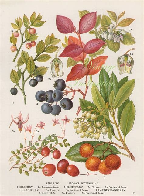 vintage botanical print antique blueberry plant print etsy botanical drawings botanical