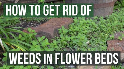 How To Get Rid Of Weeds In Flower Beds 4 Easy Steps Youtube