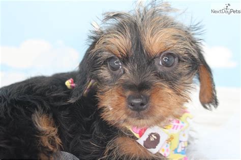 Yorkies bring joy to your life! Yorkiepoo - Yorkie Poo puppy for sale near Greensboro, North Carolina. | dad12377-b351