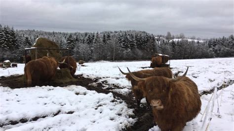 Scottish Highland Cattle In Finland Cows In The Snow 24th Of December