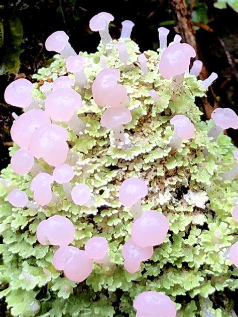 Some Cute Little Pink Mushrooms Found Growing On Lichen In The Cloud