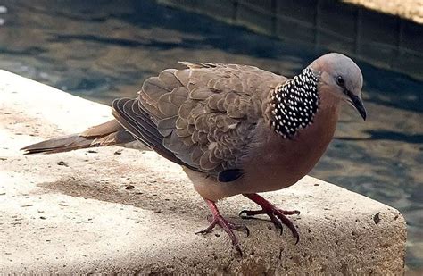 Spotted Dove Hawaii Spotted Dove