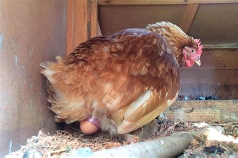 how do chickens lay eggs preparation process and after care