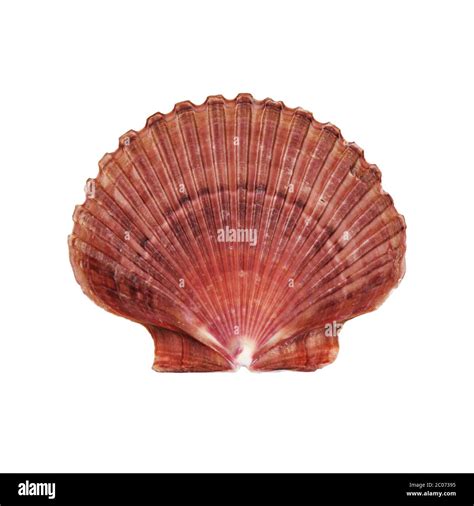 Atlantic Deep Sea Scallop Shell On White With Clipping Path Stock Photo