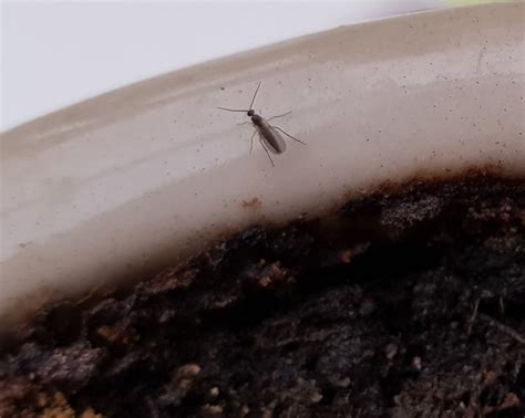 Small Black Flying Bugs In House