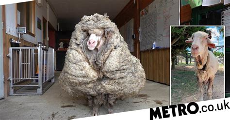 Sheep That Hadnt Been Sheared For Years Saved After Losing Fleece Uk