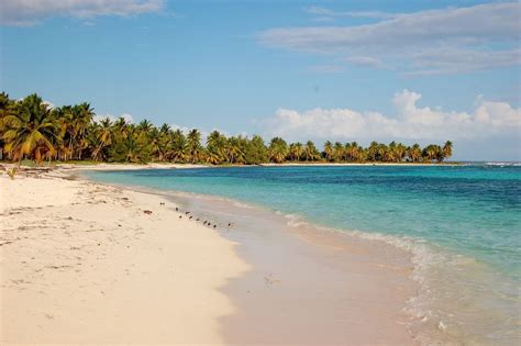 Bountifully Sweet Saona Island Dominican Republic